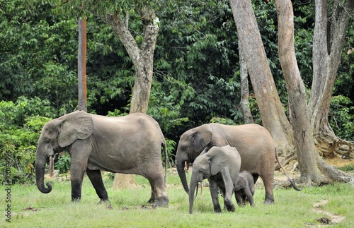 The elephant calf  with  elephant cow The African Forest Elephant  Loxodonta africana cyclotis. At the Dzanga saline  a forest clearing  Central African Republic  Dzanga Sangha