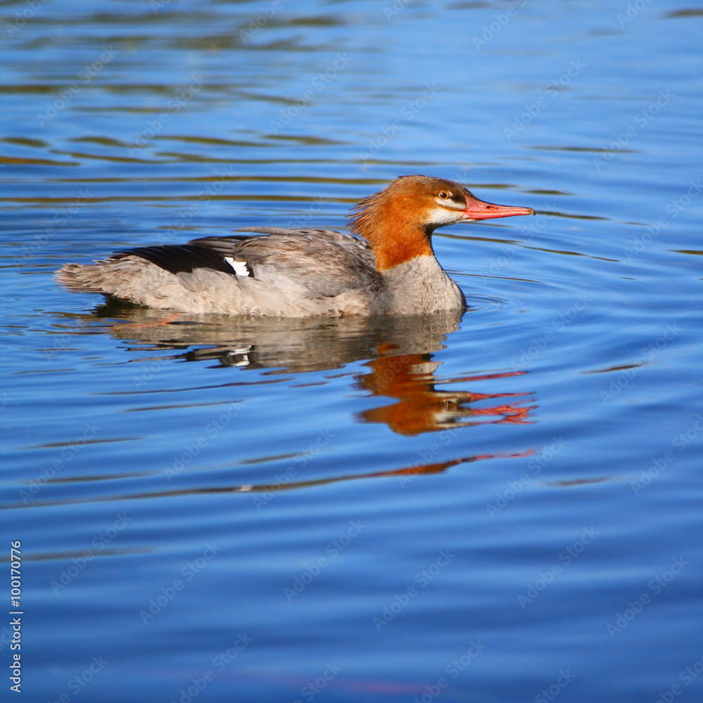 Common Merganser Duck on the Water Common Merganser Duck on the Water