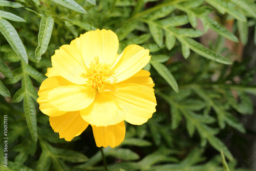 fresh yellow flowers in garden fresh yellow flowers in garden