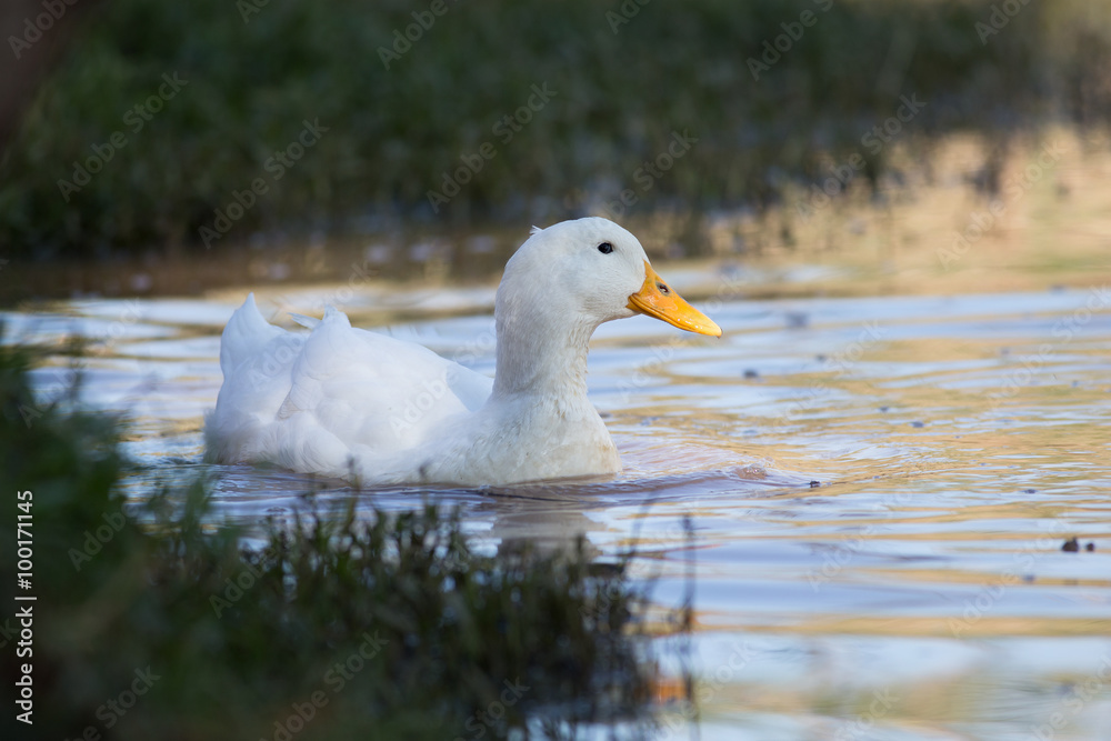 Swimmming white domesticated duck in nature.