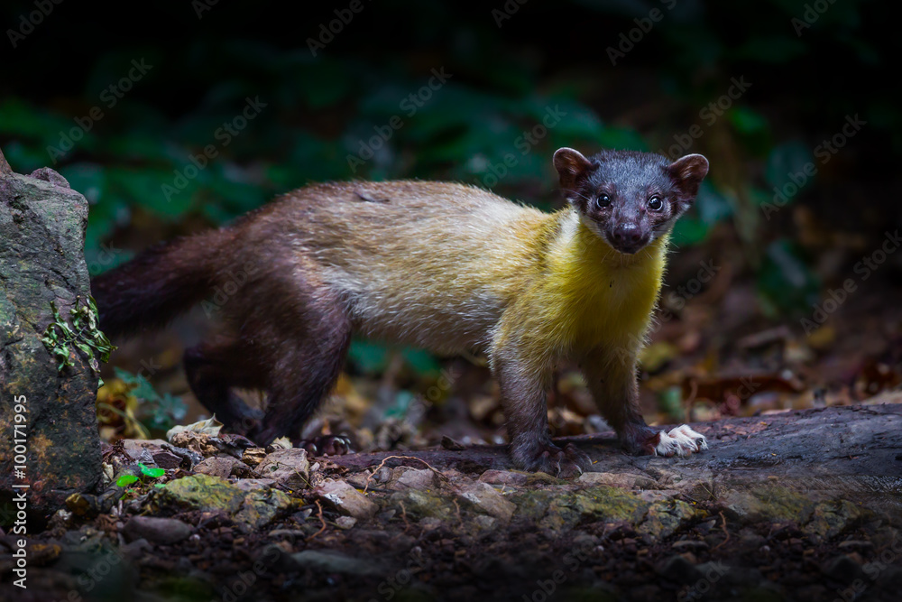Close up of Yellow-throated marten(Martes flavigula) stair at us in real nature Close up of Yellow-throated marten(Martes flavigula) stair at us in real nature