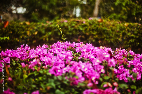 pink flowers