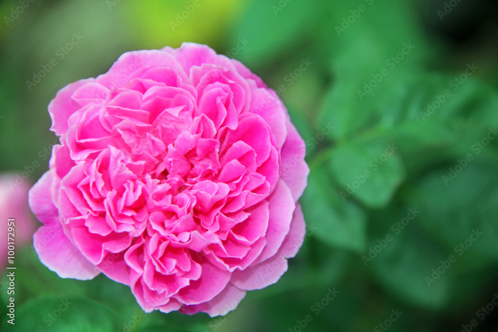 Beautiful pink rose in a garden. close up.