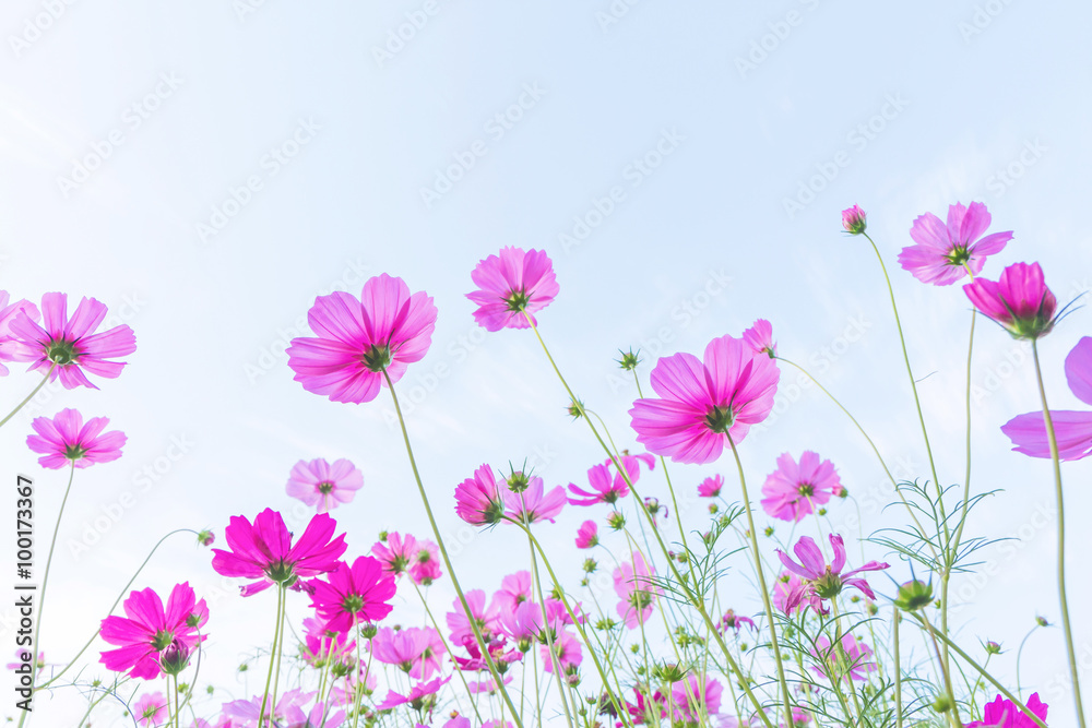 Cosmos flowers