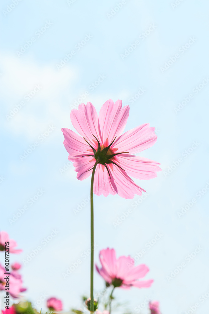 Cosmos flowers