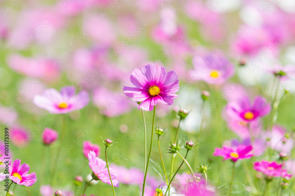 Cosmos flowers