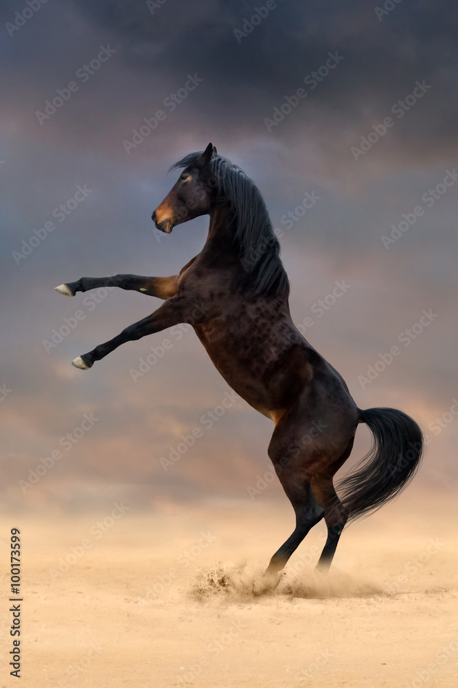 Fototapeta premium Beautiful bay mare rearing up in sand