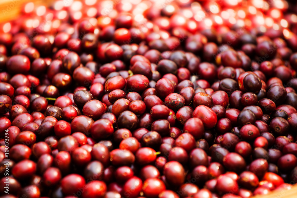 red berry coffee on Tree red berry coffee on Tree