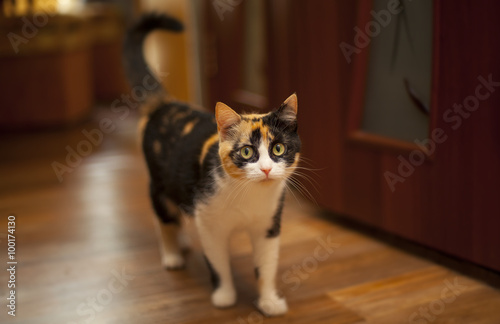 Кошка черно-бело-рыжая/черепаховая с желтыми глазами