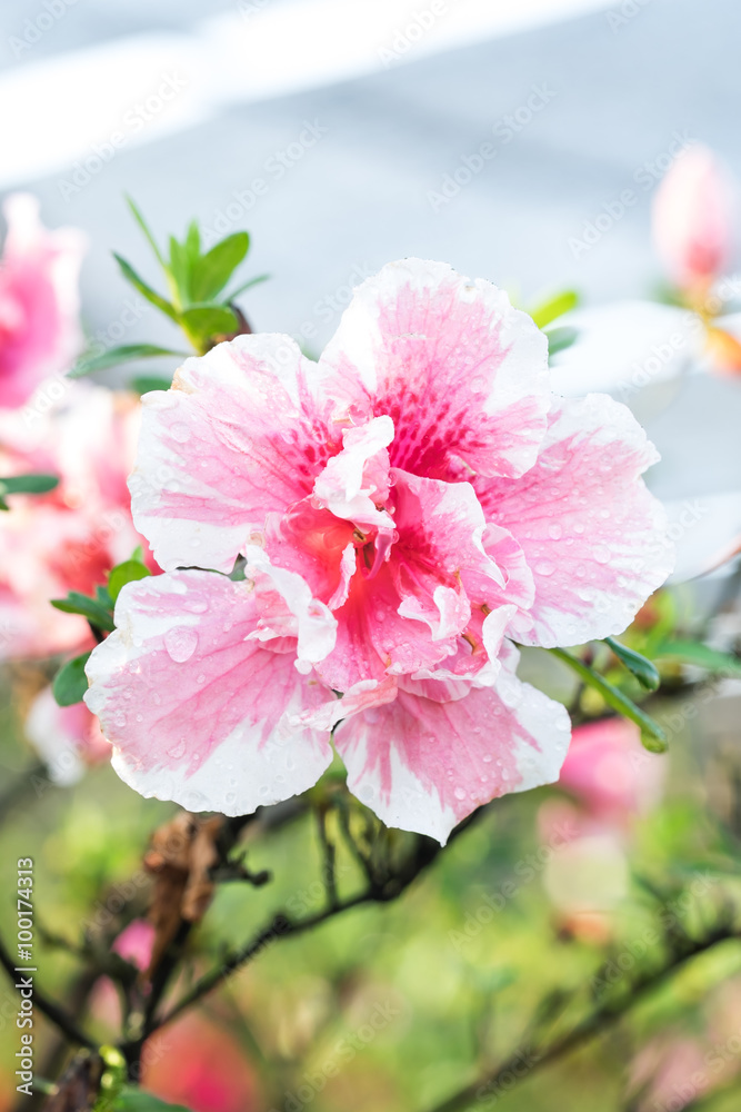 Beautiful of a blooming Pink Azalea flowers