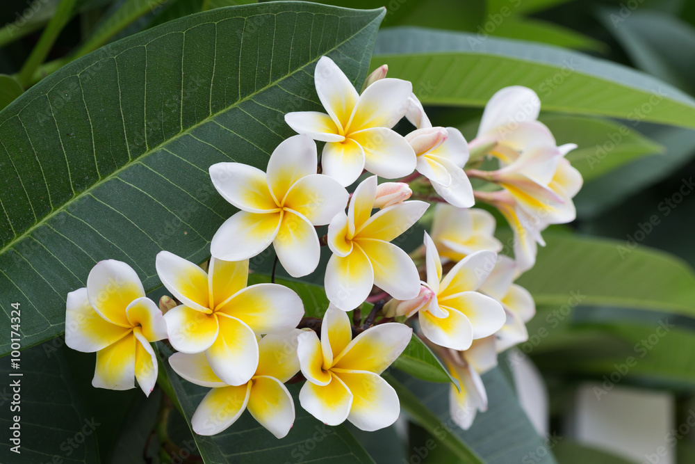 Fototapeta premium white frangipani tropical flower, plumeria flower blooming