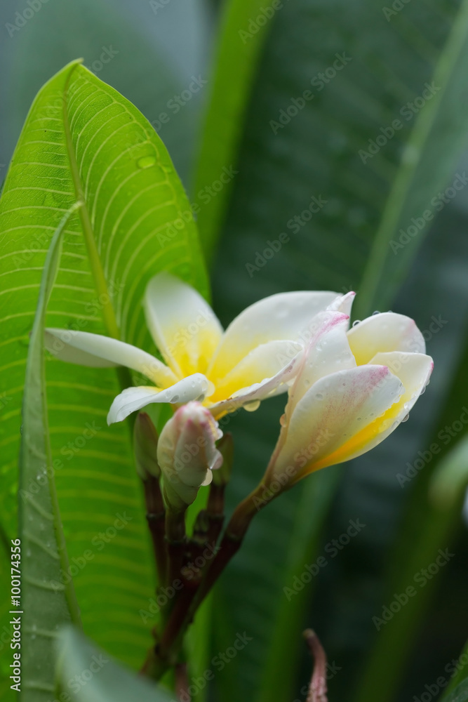 Obraz premium white frangipani plumeria tropical flower with water drops