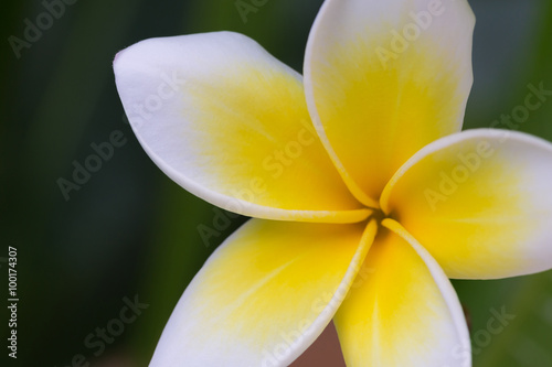 white frangipani tropical flower, plumeria flower blooming © sutichak