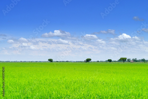  Field  in blue sky.