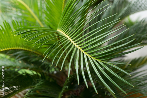 green leaf natural background