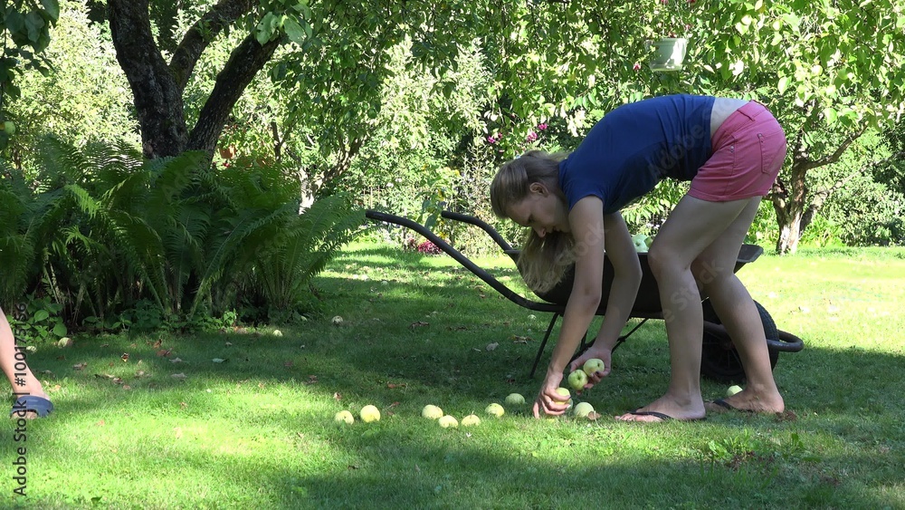 Farmer family collecting windfall apples fruits to rusty wheelbarrow barrow in summer farm