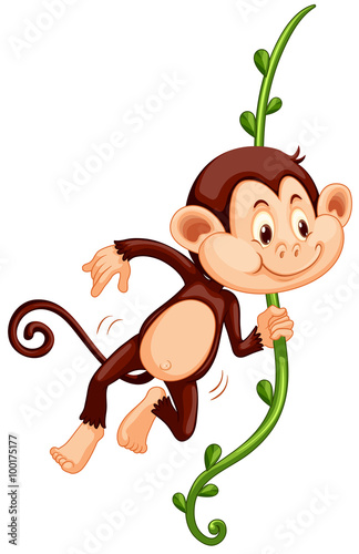 Cute monkey climbing up the vine
