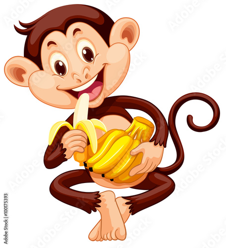 Little monkey eating banana