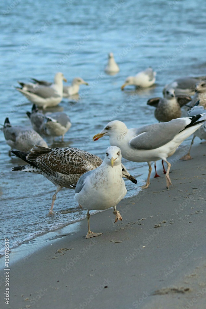Obraz premium Möwen an der Ostsee 