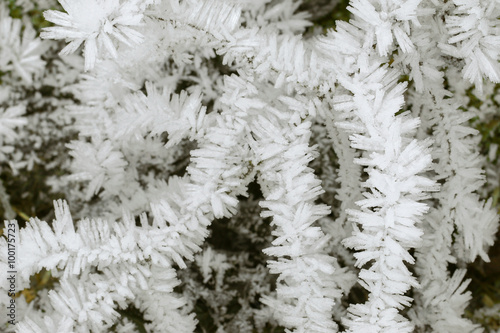 Closeup of hoarfrost rime ice on twigs of grass photo