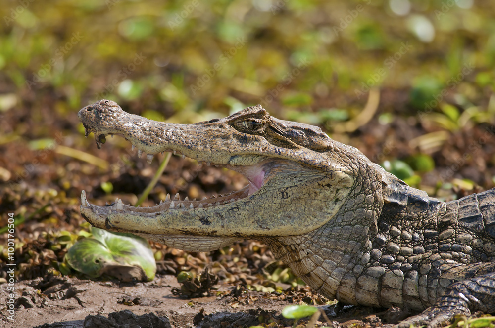 Obraz premium close-up photo of an African crocodile
