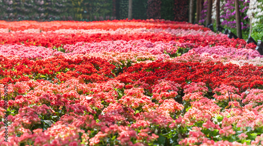 Field full of begonias, colorful summer image