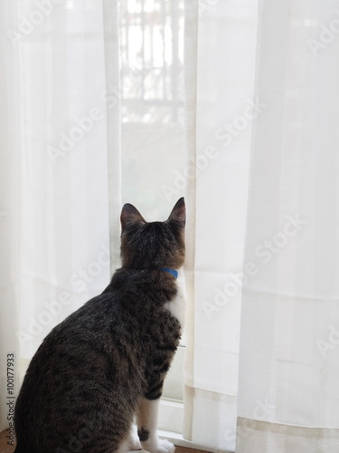 窓の外を眺める猫