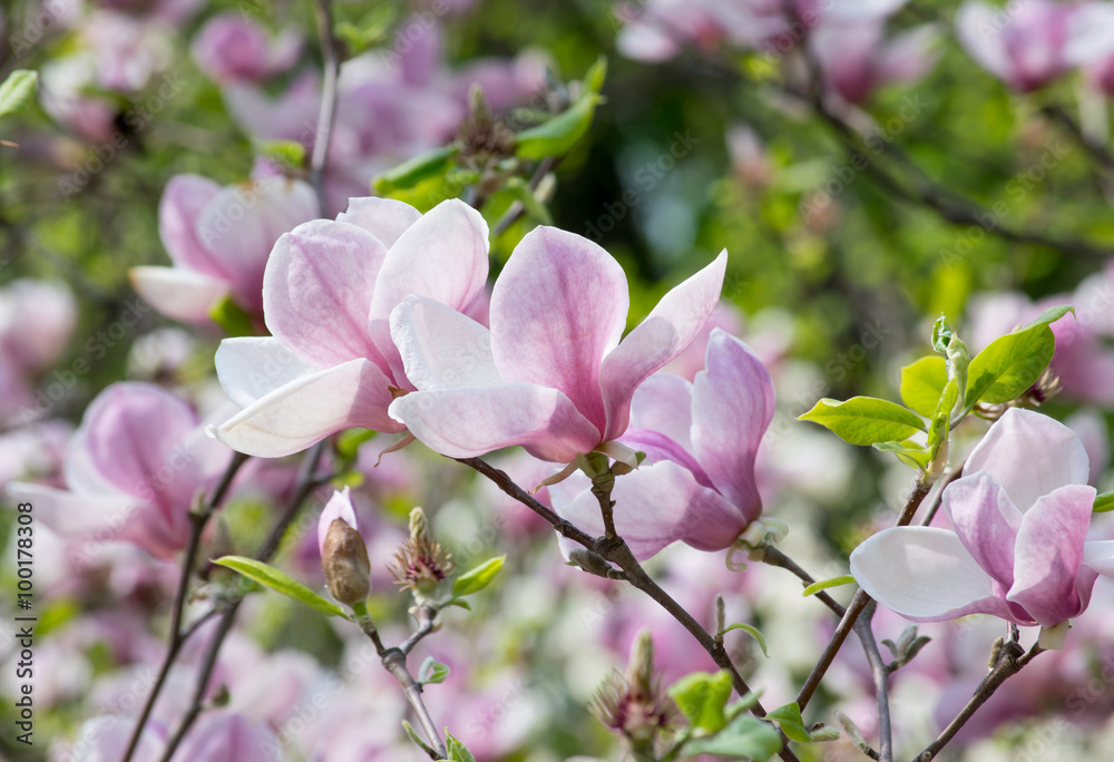 Magnolia flowers Magnolia flowers
