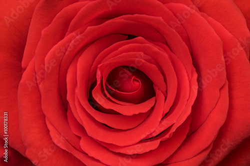 Natural red rose close up  beautiful Valentine day background.