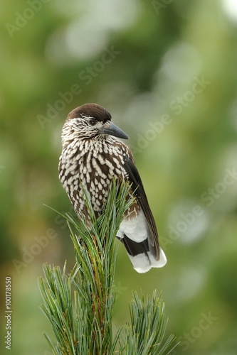 Nutcracker (Nucifraga caryocatactes) photo