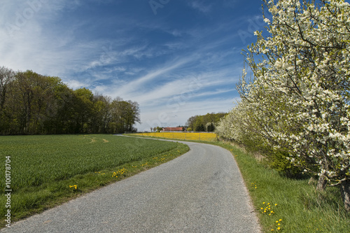 Fruit Trees at a Country Road
