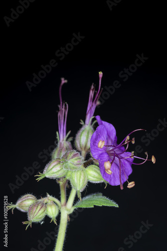 Geranium, fiori photo