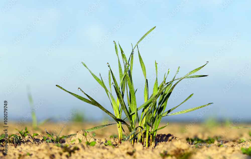 sprout green wheat 