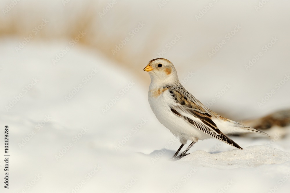 Snow bunting (Plectrophenax nivalis) Snow bunting (Plectrophenax nivalis)