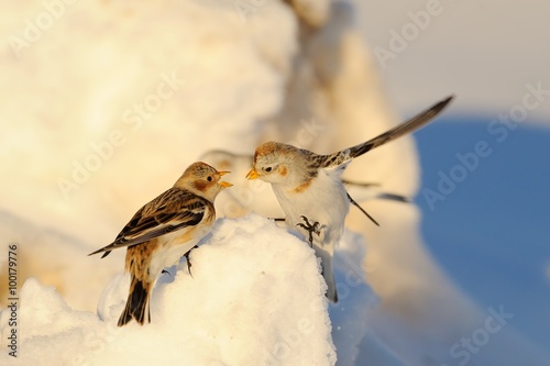 Snow bunting (Plectrophenax nivalis)