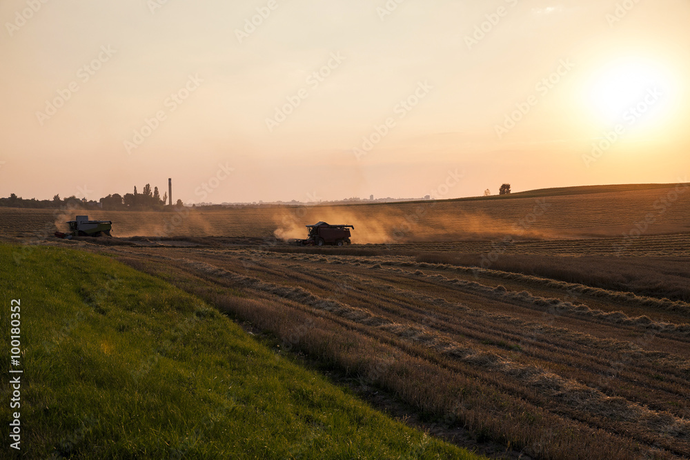 Obraz premium cereal harvest. Sunset 
