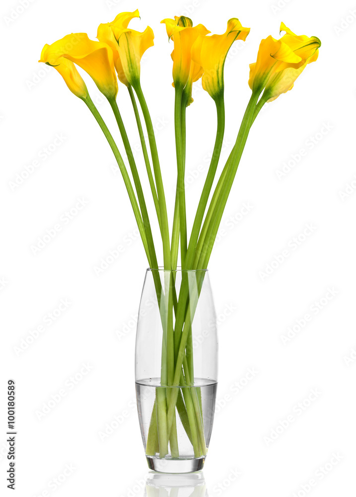 Bunch of callas in the vase on white background Bunch of callas in the vase on white background