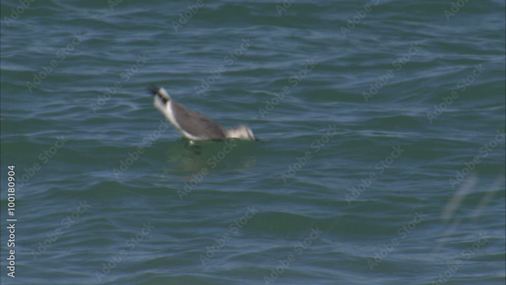 Seagull floating in the ocean.