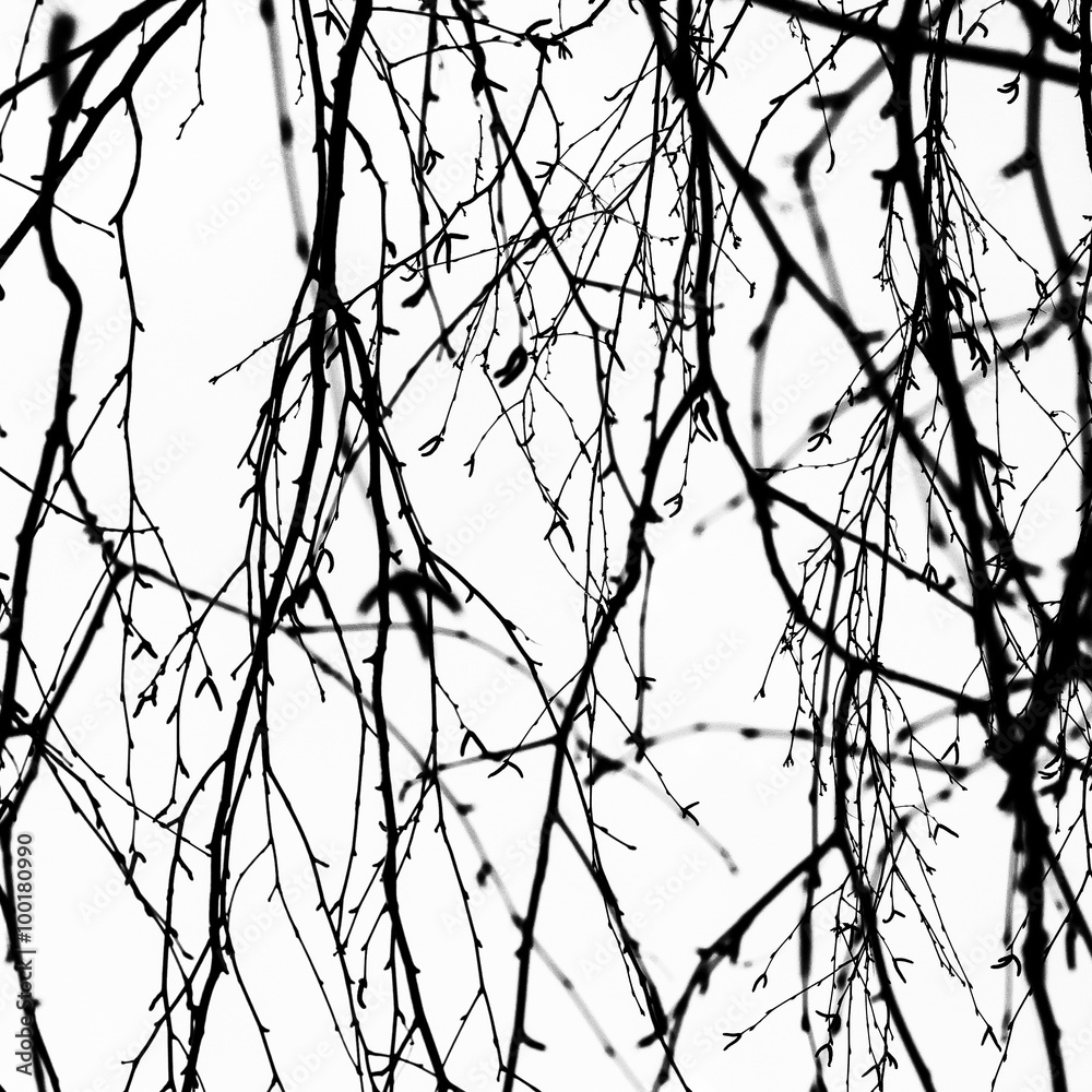 branches , background and texture