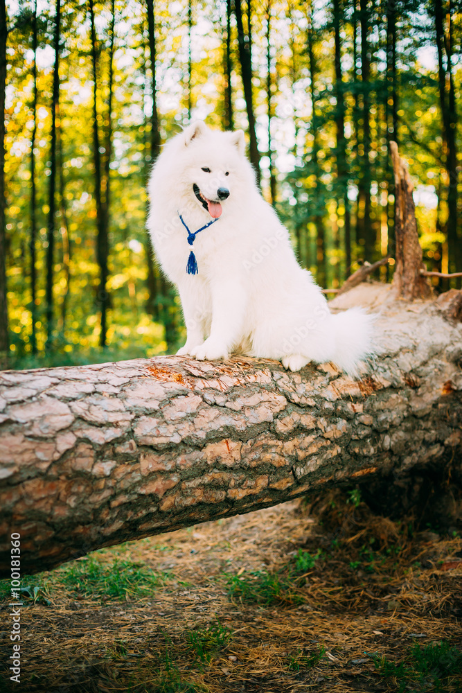 Happy White Samoyed Dog sitting on fallen tree Happy White Samoyed Dog sitting on fallen tree