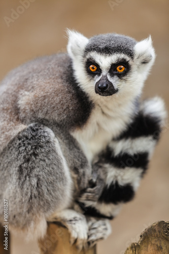Lemur sitting on top of a wooden pole © Remus Moise