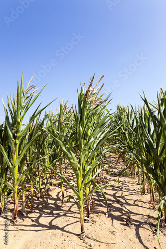 unripe green corn 
