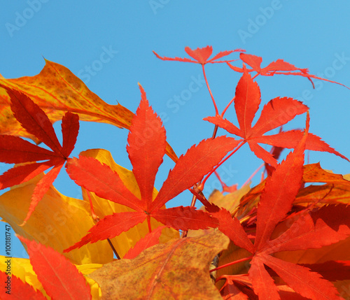 Bouquet of milticolor leaves photo