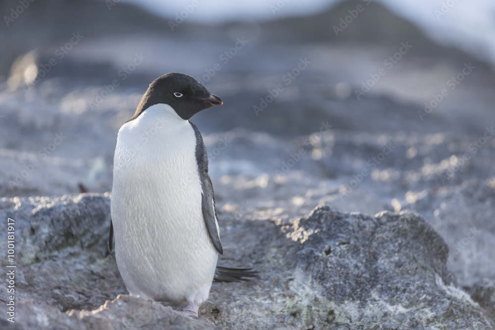 Obraz premium Adélie Penguin.