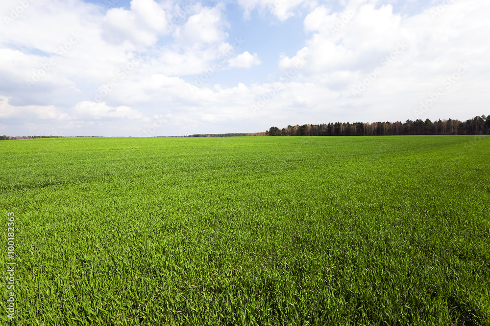 immature cereals , field immature cereals , field