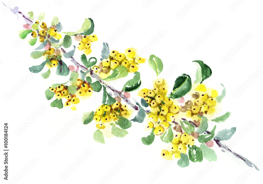 yellow berries, watercolor