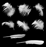 Feathers, fluffs isolated on black background