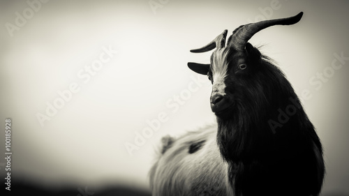  big horns - black and white photo