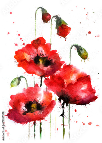  Watercolor hand-drawn poppy flowers 