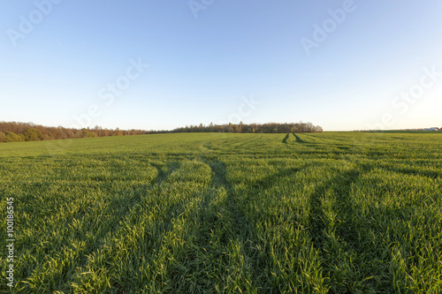 immature cereals   field
